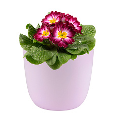 Obal 069 Basel light rose mat 14 