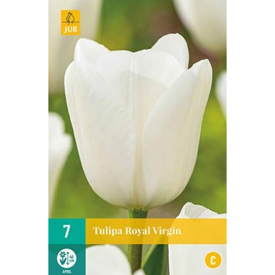 Karta - Tulipán - Royal Virgin (7 cibulí) "C+"