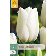 Karta - Tulipán - Catherina (7 cibulí) "C"