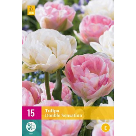 Karta XXL - Tulipán - Double Sensation (12 cibulí) "E+"