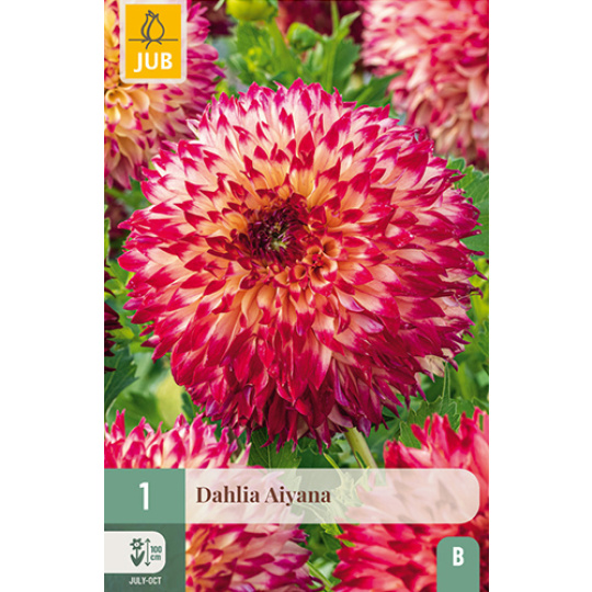 Karta - Jiřina AIYANA (1 hlíza) "B+"