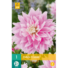 Karta - Jiřina EVANAH  (1 hlíza) "B+"