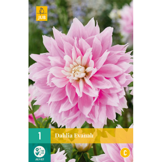 Karta - Jiřina EVANAH  (1 hlíza) "B+"