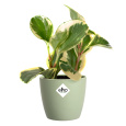 Obal Brussels Classic - sorbet green 9,5 cm