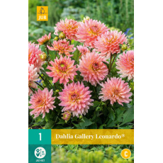 Karta - Jiřina GALLERY LEONARDO® (1 hlíza) "B+"