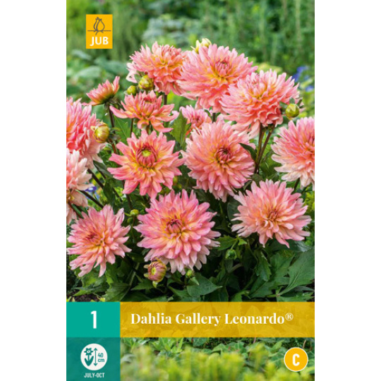 Karta - Jiřina GALLERY LEONARDO® (1 hlíza) "B+"