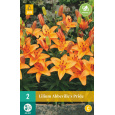 Karta - Lilie ABBEVILLE´S PRIDE (2 cibule) "B"