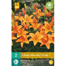 Karta - Lilie ABBEVILLE´S PRIDE (2 cibule) "B"