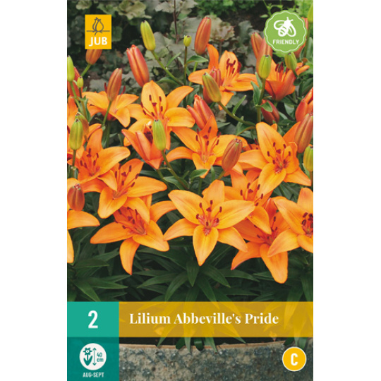 Karta - Lilie ABBEVILLE´S PRIDE (2 cibule) "B"