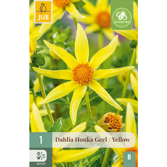 Karta - Jiřina HONKA YELLOW (1 hlíza) "B"