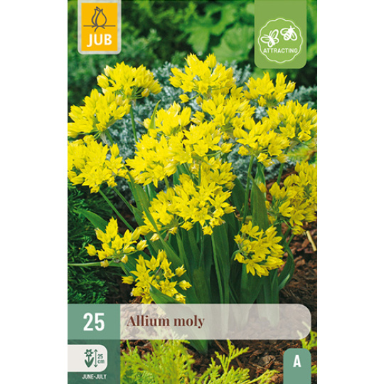 Karta - Česnek okrasný ALLIUM MOLY (25 cibulí) "A"