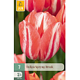 Karta - Tulipán - Spryng Break (7 cibulí) "C"