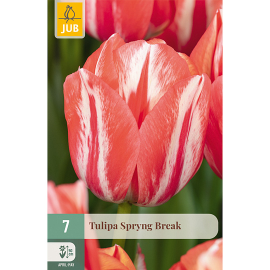 Karta - Tulipán - Spryng Break (7 cibulí) "C"