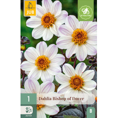 Karta - Jiřina BISHOP OF DOVER (1 hlíza) "B+"