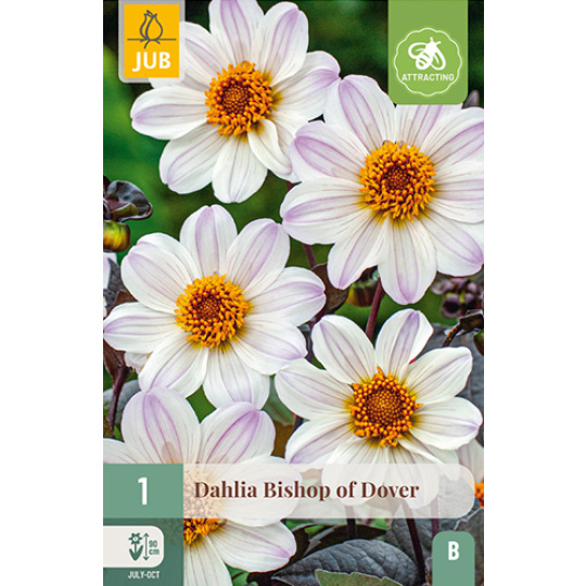 Karta - Jiřina BISHOP OF DOVER (1 hlíza) "B+"