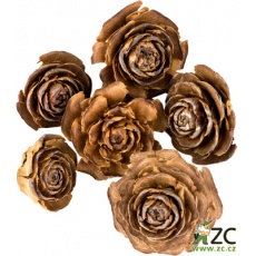 Dekorace - Cedar rose 3-5 cm 6 ks
