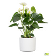 Obal 631 Panna lesk 14 
