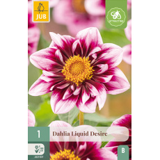 Karta - Jiřina LIQUID DESIRE (1 hlíza) "B+" Karta - Jiřina LIQUID DESIRE (1 hlíza) "B+"