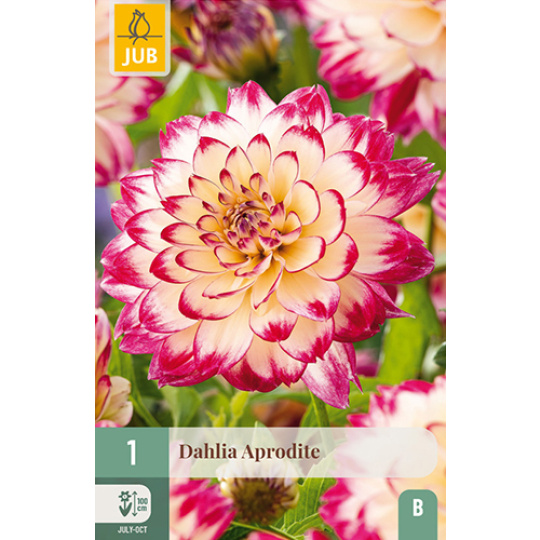 Karta - Jiřina APHRODITE  (1 hlíza) "B+"