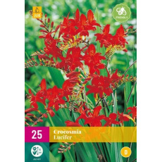 Karta XXL - Montbrécie (Crocosmia) LUCIFER (25 cibulí) "E"