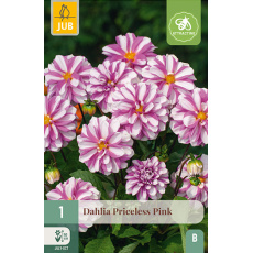 Karta - Jiřina PRICELESS PINK (1 hlíza) "B+"