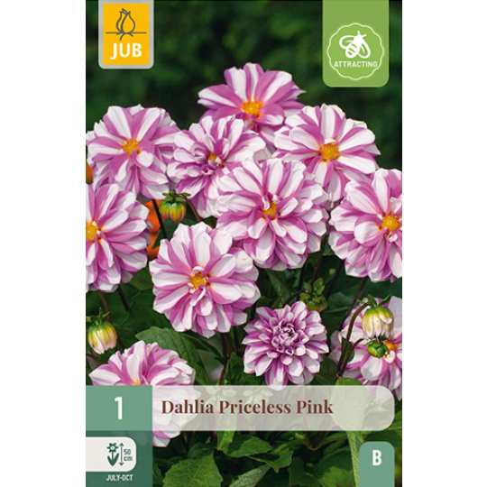 Karta - Jiřina PRICELESS PINK (1 hlíza) "B+"