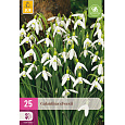 Karta XXL - Sněženka - Galanthus Elwesii (25 cibulí) "E"