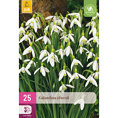 Karta XXL - Sněženka - Galanthus Elwesii (25 cibulí) "E"