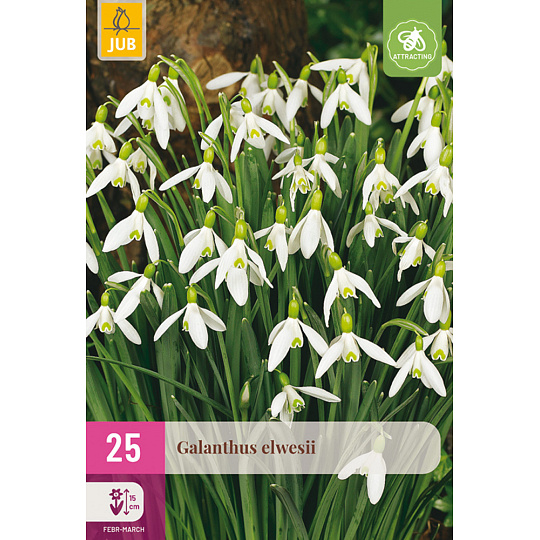 Karta XXL - Sněženka - Galanthus Elwesii (25 cibulí) "E"