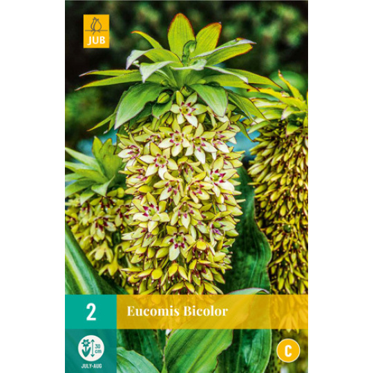 Karta - Chocholatice Eucomis BICOLOR (2 cibule) "B+"