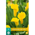 Karta - Kala (Kornoutice) Zantedeschia GOLD LABEL (1 cibule) "B"