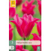 Karta - Tulipán - Pretty Love (7 cibulí) "C+"