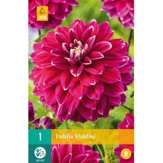 Karta - Jiřina MALDINI (1 hlíza) "B"