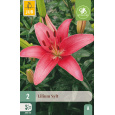 Karta - Lilie SYLT (2 cibule) "A+"