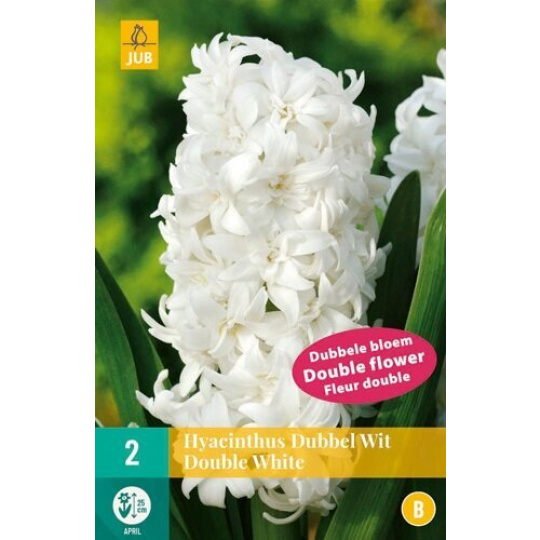 Karta - Hyacint Double - White (3 cibule) "C"