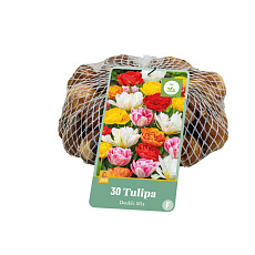 Síťka - XXL - Tulipán - Double mix (30 cibulí)