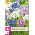 Karta XXL - Česnek - Allium Buzzing Beauties (15 cibulí) "D"