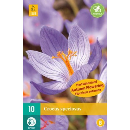 Karta - Krokus - Speciosus (10 cibule) "B"