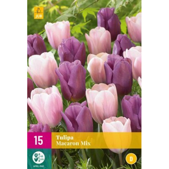 Karta XXL - Tulipán - Macaron Mix (12 cibulí) "E"