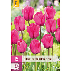 Karta XXL - Tulipán - Triumph Pink (15 cibulí) "E"