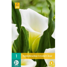Karta - Kala (Kornoutice) Zantedeschia CRYSTAL CLEAR (1 cibule) "B" Karta - Kala (Kornoutice) Zantedeschia CRYSTAL CLEAR (1 cibule) "B"