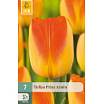 Karta - Tulipán - Prinz Armin (7 cibulí) "C"