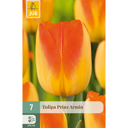Karta - Tulipán - Prinz Armin (7 cibulí) "C"