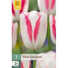 Karta - Tulipán - Graceland (7 cibulí) "C"