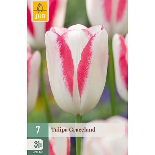 Karta - Tulipán - Graceland (7 cibulí) "C"