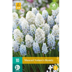 Karta - Modřenec - Muscari Nature´s Beauty (10 cibulí) "C" Karta - Modřenec - Muscari Nature´s Beauty (10 cibulí) "C"