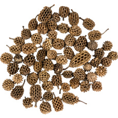 Dekorace - Casurina 250 g Dekorace - Casurina 250 g
