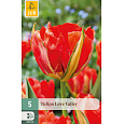 Karta - Tulipán - Love Valley (5 cibulí) "C"
