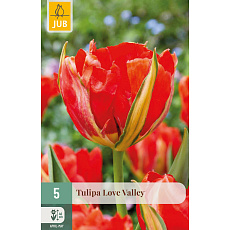 Karta - Tulipán - Love Valley (5 cibulí) "C"