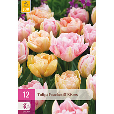 Karta XXL - Tulipán - Peaches & Kisses (12 cibulí) "E"